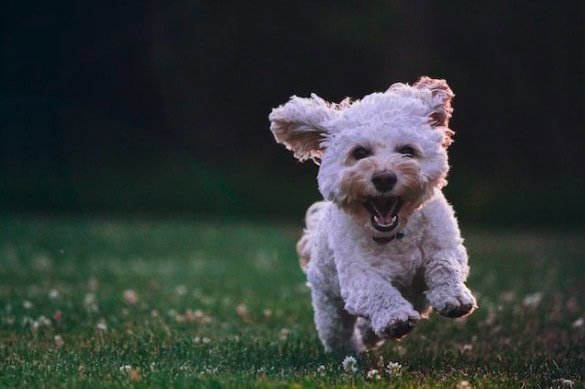 Understanding Dog Anxiety and Stress