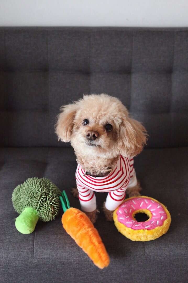 DIY Pet Toys and Enrichment Activities: Keep Your Pets Mentally Stimulated and Physically Active