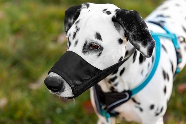 Safety First: The Importance of Proper Pet Gear