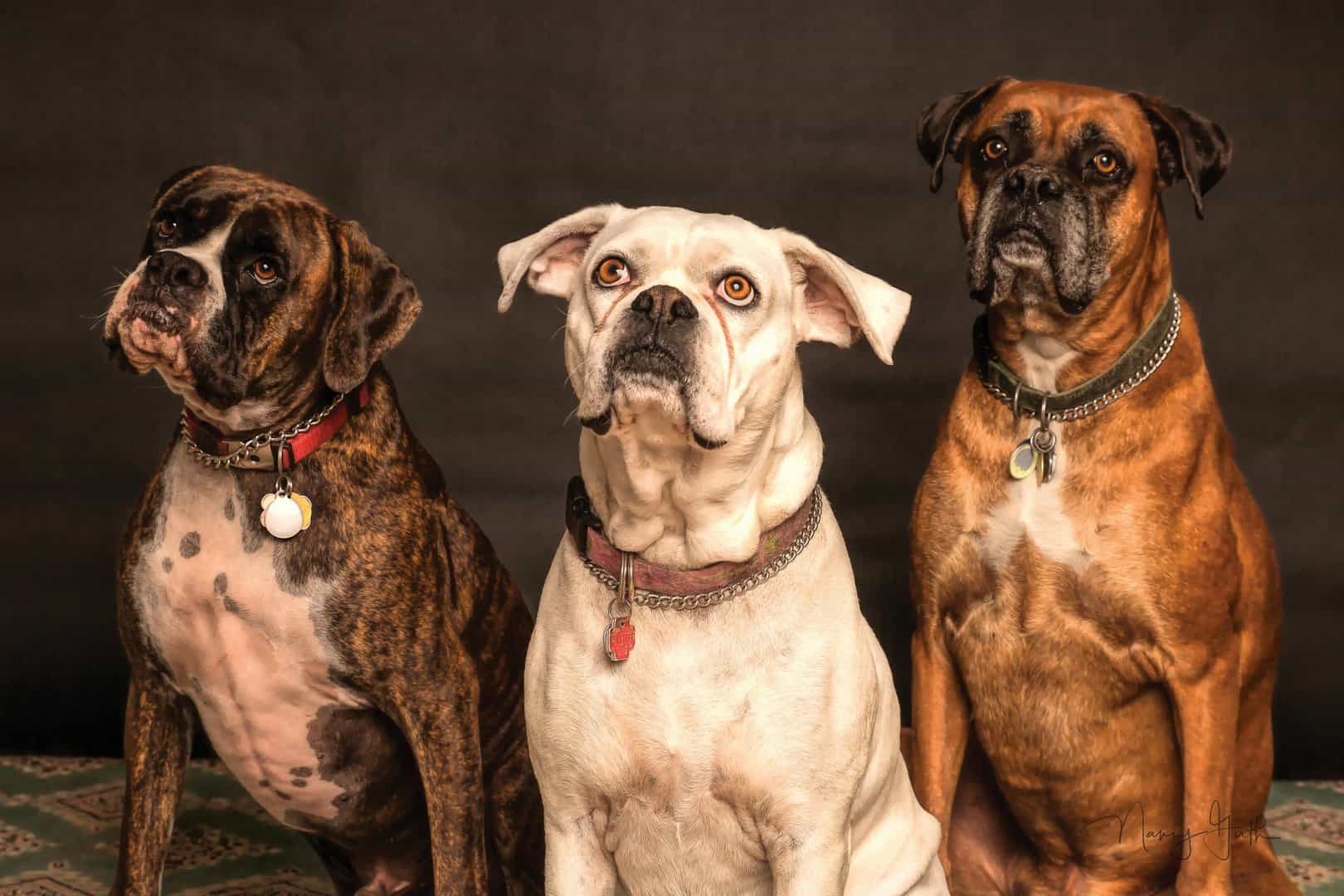 The Transformative Journey of Pet Collars: From Basic Bands to Smart Safety