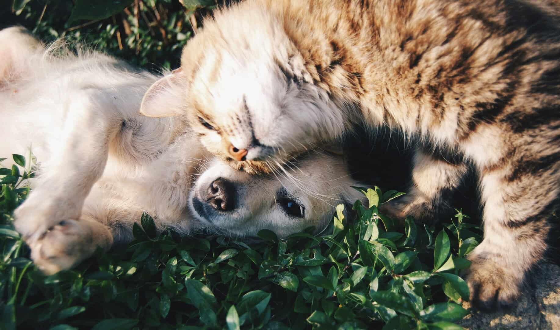 Keeping Your Pets Protected From Pests