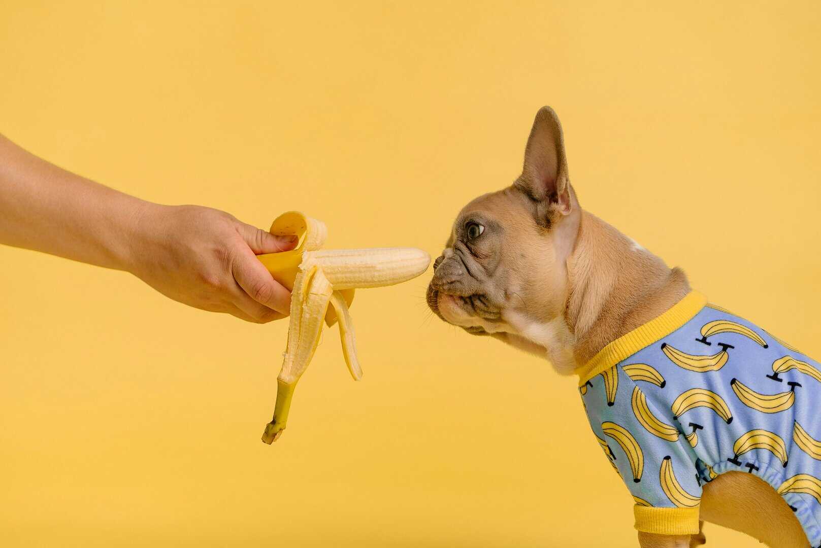Can Dogs Eat Fruit? Tips for Healthy Snacking